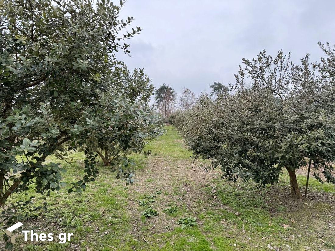 Ημαθία φεϊζόα