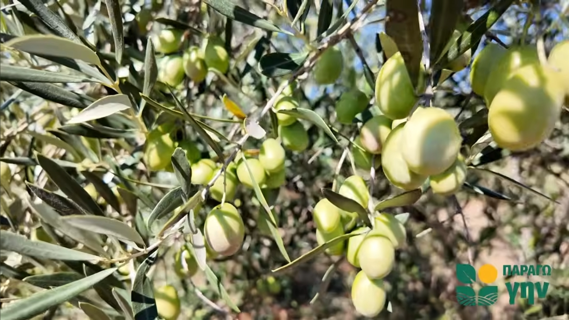 Δράμα ελιές